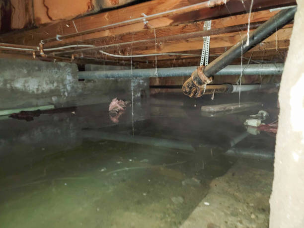 Best Water damage cleanup near me  in Neptune Beach, FL